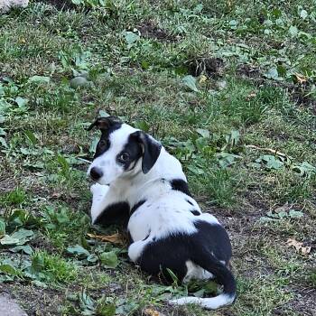 Cheerio the perfect Pup -  English Pointer and Hound Dog for Adoption in Muskego, Wisconsin - Cheerio The Perfect Pup | PetCurious