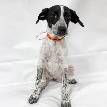 1080 (2026) Charlotte -  Mixed Breed Dog for Adoption in Parker, Colorado - 1080 (2026) Charlotte | PetCurious