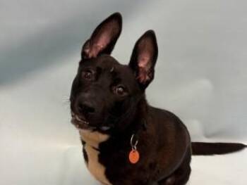 Gracie -  Shepherd and Mixed Breed Dog for Adoption in Minneapolis, Minnesota - Gracie | PetCurious