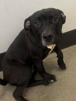 Bacardi -  Pit Bull Terrier Dog for Adoption in Cleveland, Ohio - Bacardi | PetCurious