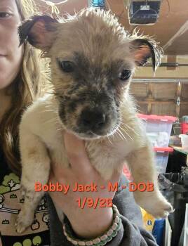 Australian Cattle Dog Blue Heeler and Beagle Dogs Available for Adoption - Bobby Jack | PetCurious