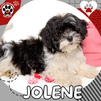 Rescue Miniature Schnauzer and Shih Tzu Dogs for Adoption in Foxfield, Colorado - JOLENE | PetCurious