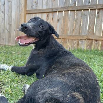 Boxer and Belgian Shepherd Malinois Dogs Available for Adoption - Kimber(ly) | PetCurious