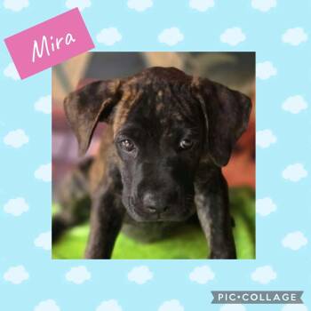 MIra -  Labrador Retriever Dog for Adoption in Ringwood, New Jersey - MIra | PetCurious