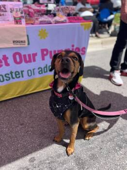 Khlessia -  Beagle and Rottweiler Dog for Adoption in Clarksburg, Ontario - Khlessia | PetCurious