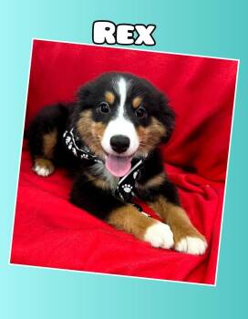 Rex -  Australian Shepherd Dog for Adoption in East Sparta, Ohio - Rex | PetCurious