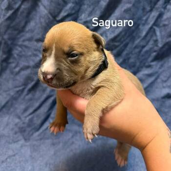 Saguaro -  Pit Bull Terrier Dog for Adoption in Brainerd, Minnesota - Saguaro | PetCurious