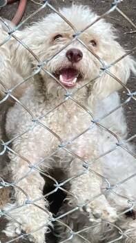 BOBBY -  Poodle Dog for Adoption in Dallas, Texas - BOBBY | PetCurious