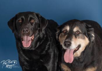 ROWDY & BUDDY 6 -  Labrador Retriever Dog for Adoption in Broken Arrow, Oklahoma - ROWDY & BUDDY 6 | PetCurious