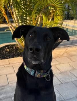 Josie -  Great Dane and Greyhound Dog for Adoption in Thonotosassa, Florida - Josie | PetCurious