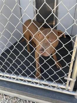 Pit Bull Terrier Dogs Available for Adoption in Casper, Wyoming - EZRA | PetCurious