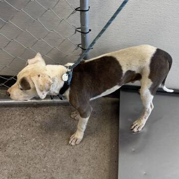 111364 -  Mixed Breed Dog for Adoption in Las Cruces, New Mexico - 111364 | PetCurious