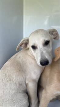 Rescue Labrador Retriever and Mixed Breed Dogs for Adoption in Houston, Texas - A639781 | PetCurious