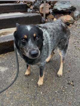 Australian Cattle Dog Blue Heeler Dogs Available for Adoption in Hot Springs Village, Arkansas - Deeogee | PetCurious
