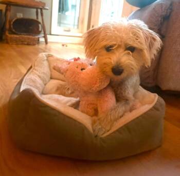 Cheese -  Shih Tzu Dog for Adoption in Matthews, North Carolina - Cheese | PetCurious