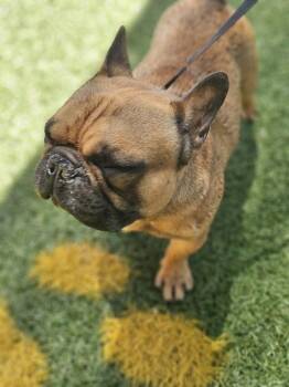 French Bulldog Dogs Available for Adoption in Lakeland, Florida - Grizzle | PetCurious
