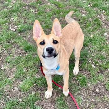 Basenji Dogs Available for Adoption in Buffalo, New York - Artemis | PetCurious