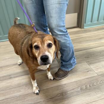 Chance (Butley) -  Beagle and Mixed Breed Dog for Adoption in Centerville, Tennessee - Chance (Butley) | PetCurious