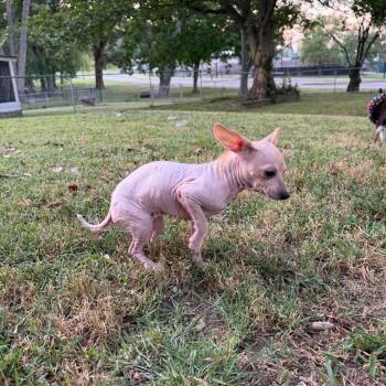 Skippy -  Mixed Breed Dog for Adoption in Jackson, Missouri - Skippy | PetCurious