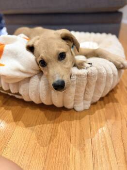 Grizzly -  Beagle and Labrador Retriever Dog for Adoption in Chatham, New Jersey - Grizzly | PetCurious