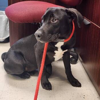 Rescue Black Labrador Retriever and American Staffordshire Terrier Dogs for Adoption in Lynchburg, Virginia - Nimbus | PetCurious