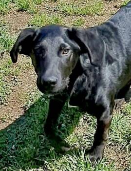 Black Labrador Retriever Dogs Available for Adoption in Tunica, Mississippi - Teddy | PetCurious