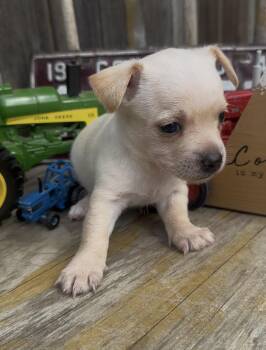 Creede -  Chihuahua and Mixed Breed Dog for Adoption in Severance, Colorado - Creede | PetCurious