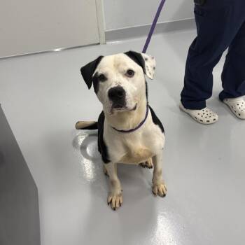 Harley -  Staffordshire Bull Terrier Dog for Adoption in Bourbonnais, Illinois - Harley | PetCurious