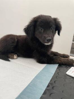 Rescue Akita and Shepherd Dogs for Adoption in Poway, California - Ebony | PetCurious