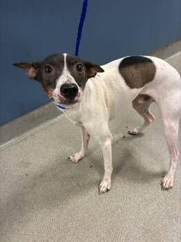 SHARK -  Chihuahua Dog for Adoption in Doral, Florida - SHARK | PetCurious