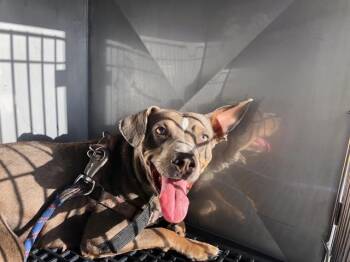 BOOPY -  Mixed Breed Dog for Adoption in Dallas, Texas - BOOPY | PetCurious