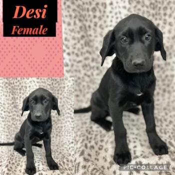 Hound Dogs Available for Adoption - Desi | PetCurious