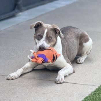 Breezy C- 34348 -  Catahoula Leopard Dog and English Pointer Dog for Adoption in Oklahoma City, Oklahoma - Breezy C- 34348 | PetCurious