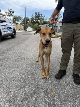 SCOOBY-DOO -  Mixed Breed Dog for Adoption in Palmetto, Florida - SCOOBY-DOO | PetCurious