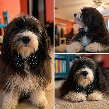 Miniature Poodle Dogs Available for Adoption in Lucas, Texas - SCAMP GS  | PetCurious
