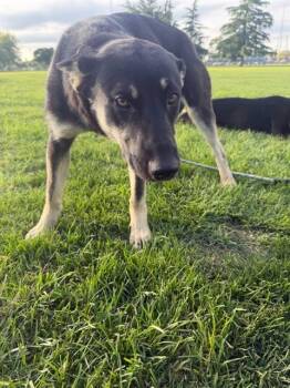 A375579 -  German Shepherd Dog and Australian Cattle Dog Blue Heeler Dog for Adoption in Stockton, California - A375579 | PetCurious