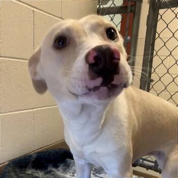Angel -  Pit Bull Terrier Dog for Adoption in Reno, Nevada - Angel | PetCurious
