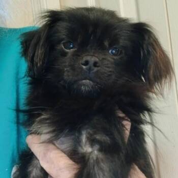 Tiny Tim -  Mixed Breed Dog for Adoption in Gainesville, Florida - Tiny Tim | PetCurious