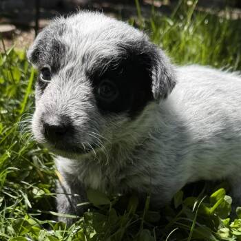 Po (Kung Fu Panda) -  Poodle and Mixed Breed Dog for Adoption in Redmond, Washington - Po (Kung Fu Panda) | PetCurious