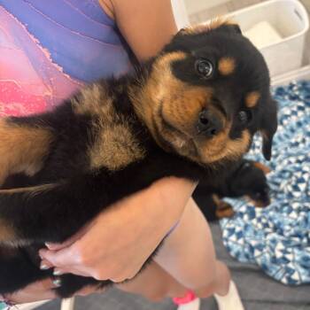 Rottweiler Dogs Available for Adoption in Phoenix, Arizona - Crypto | PetCurious