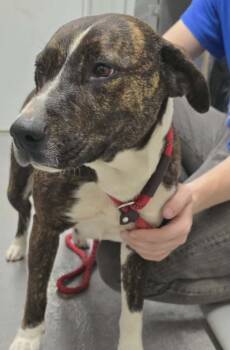 Rescue Mixed Breed Dogs for Adoption in Hillsdale, Indiana - Hannah | PetCurious