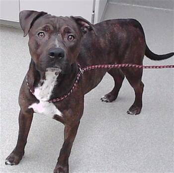 Boxer and Mixed Breed Dogs Available for Adoption - GIDEON | PetCurious