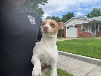 Chihuahua Dogs Available for Adoption in Rowlett, Texas - PRETTY BOY | PetCurious