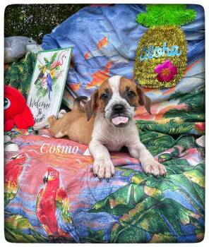 Boxer and Hound Dogs Available for Adoption in Sebring, Florida - Cosmo | PetCurious