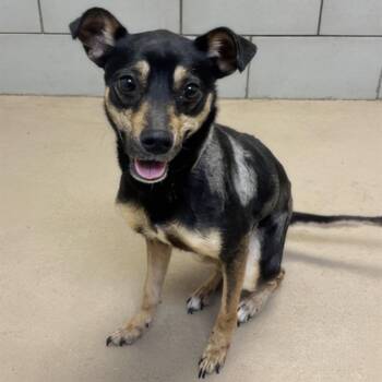 Baby Spice -  Miniature Pinscher and Mixed Breed Dog for Adoption in Nashville, Tennessee - Baby Spice | PetCurious