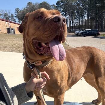 Dogue De Bordeaux Dogs Available for Adoption in Queen City, Texas - Danielle | PetCurious