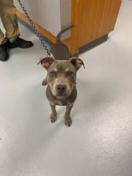 Mixed Breed Dogs Available for Adoption in St. Cloud, Florida - APOLLO | PetCurious