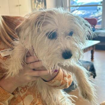 Mermaid 14363 -  Terrier and Chihuahua Dog for Adoption in San Francisco, California - Mermaid 14363 | PetCurious