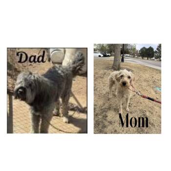 Poodle Dogs Available for Adoption in Parker, Colorado - 457 (2026) Curly | PetCurious