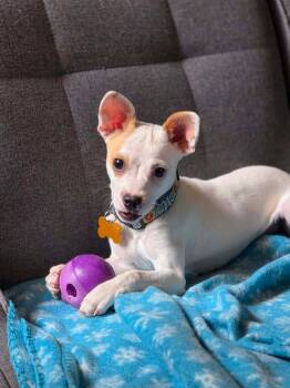 Felony -  Chihuahua Dog for Adoption in Merrillville, Indiana - Felony | PetCurious